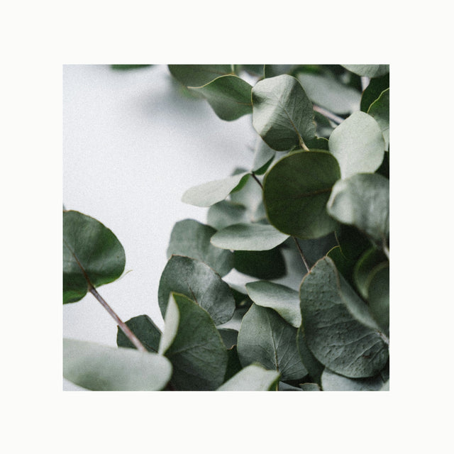 Amber + Eucalyptus scent artwork