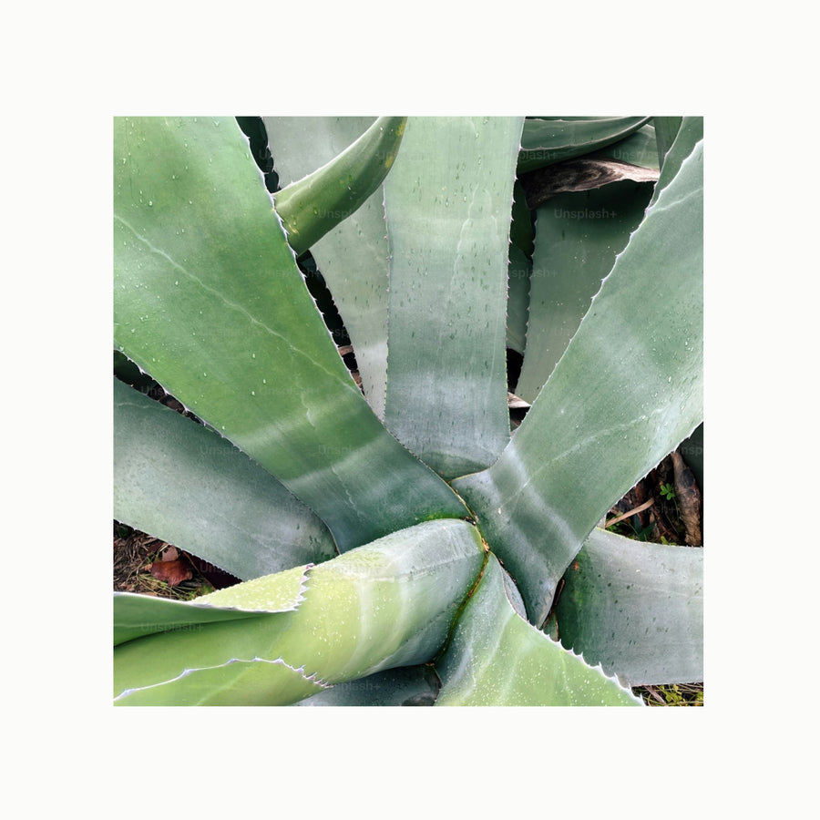 Agave