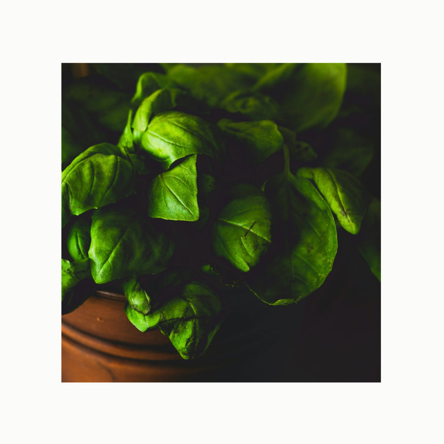 Bergamot + Basil