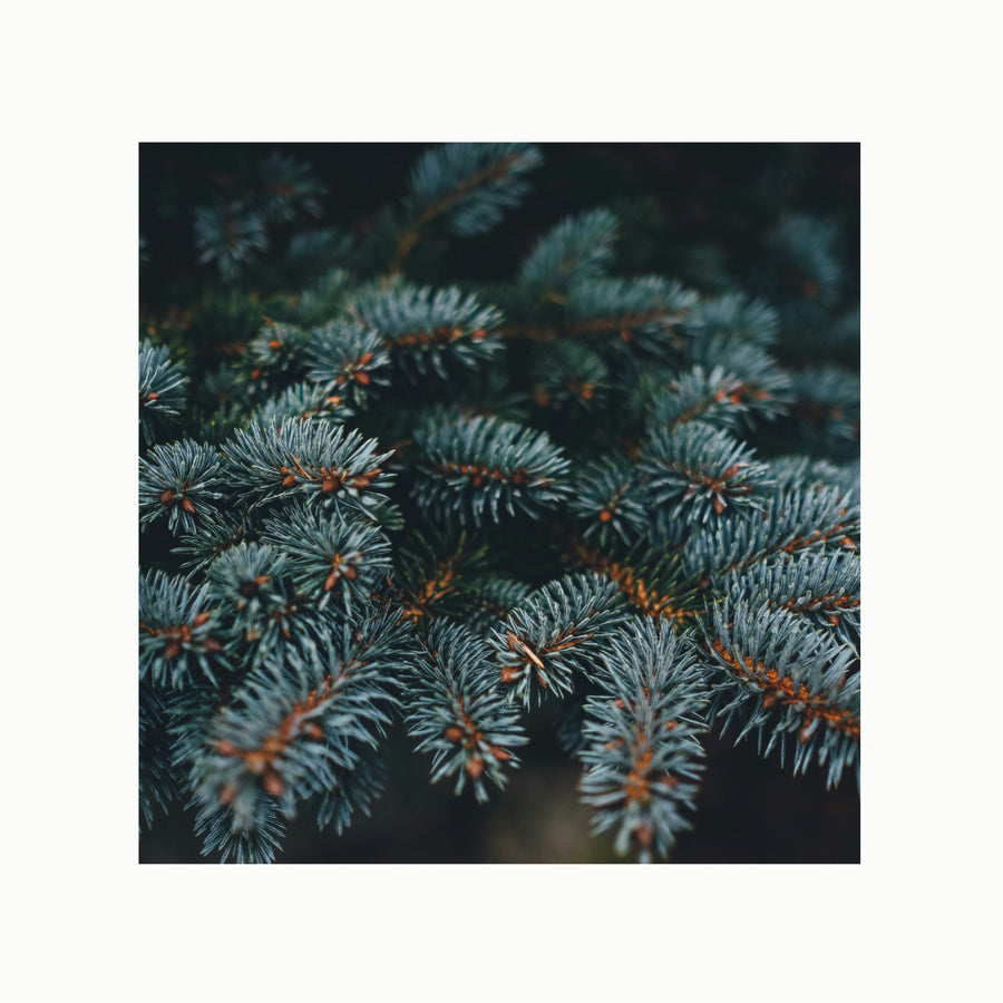 Cypress + Balsam Fir